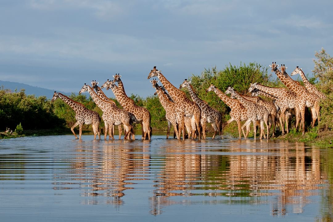 Giraffes by the river in Selous Game Reserve